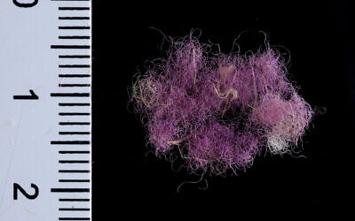 Wool fibers dyed with Royal Purple, in Timna Valley, Israel. Scientists have discovered rare evidence of fabric dyed with royal purple dating from the time of King David and King Solomon. Issue date: Thursday January 28, 2021. (PA Media/Dafna Gazit/Israel Antiquities Authority)