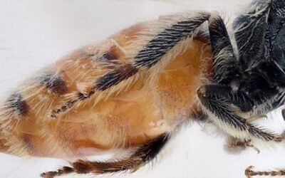 Photo Credit - Bee: Alain Pauly, Belgian Journal of Entomology