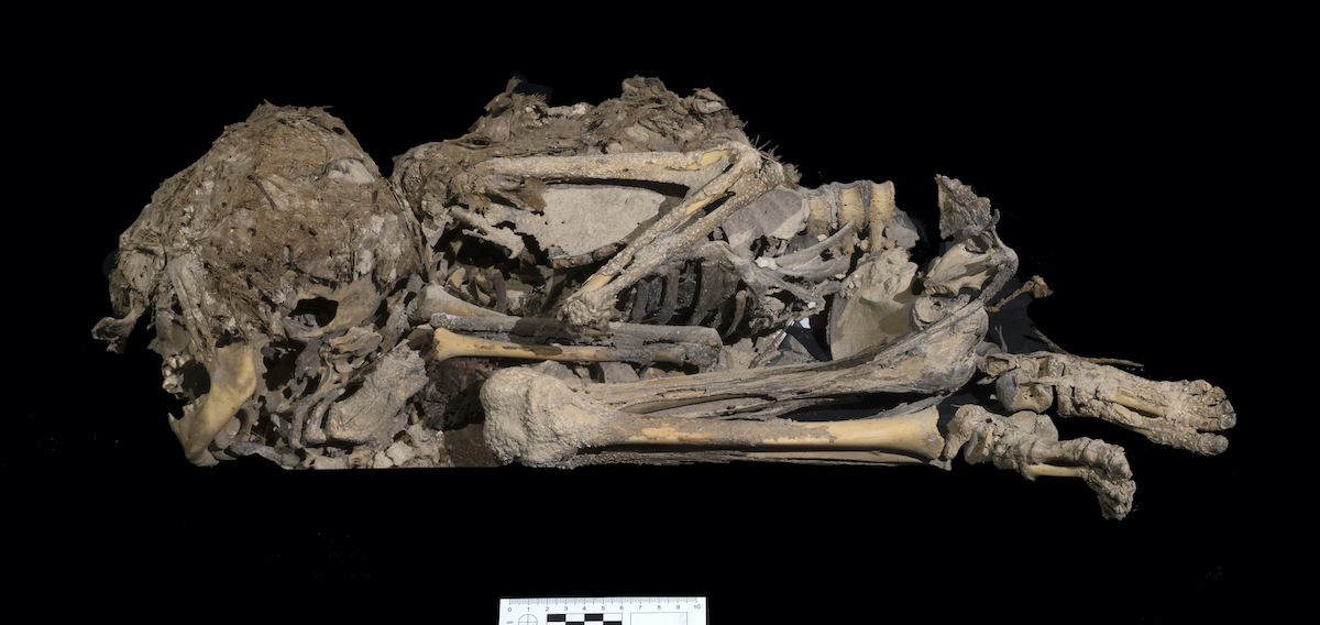 6000 years skeleton. Photo-Clara Amit Israel Antiquities Authority