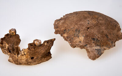 Photo of a reconstruction of the Hominin skull and jaw remains from the Nesher Ramla prehistoric site in Israel. Issue date: Thursday June 24, 2021.