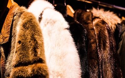 Fur. (Photo by Charisse Kenion on Unsplash)