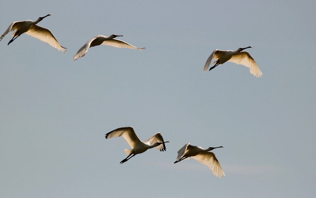 Cranes (Photo by Maurice Schalker on Unsplash)