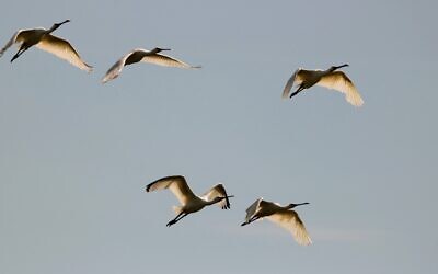 Cranes (Photo by Maurice Schalker on Unsplash)