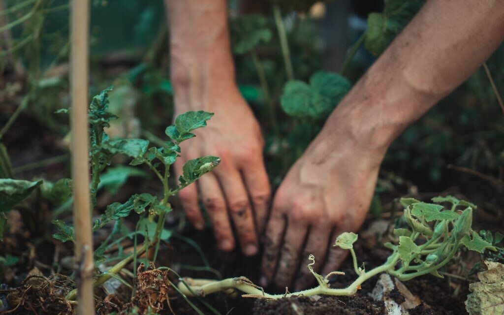 Planting trees (Photo by Jonathan Kemper on Unsplash)