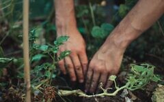 Planting trees (Photo by Jonathan Kemper on Unsplash)