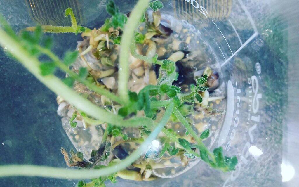 Plant Selfie (Credit: Aviv Labs)