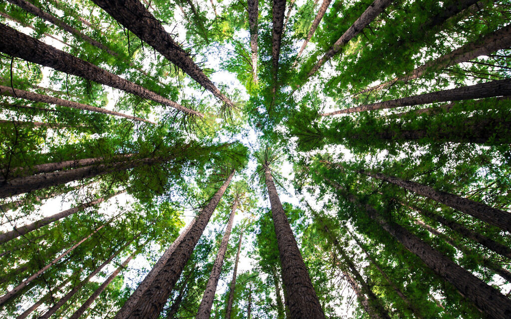 We plant trees for the next generation