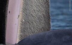 Young Wildlife Photographer of the Year 2022 winning entry