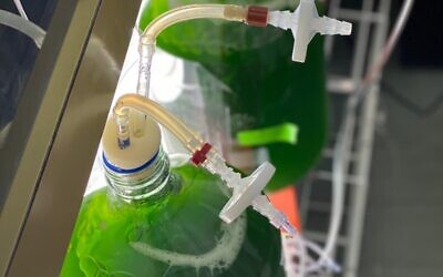 The research done in the past 10 years by Prof. Iftach Yacoby and his team at Tel Aviv University revolves around harvesting green hydrogen from algae, stemming from the energy process of photosynthesis. Credit: Iftach Yacoby