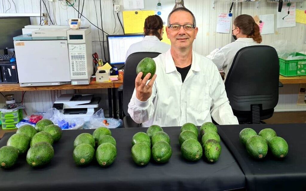 As cool as a cucumber: Dr. Dan-Gamrasni, Postharvest Research Associate at MIGAL Galilee Research Institute. Photo: Amos Levin