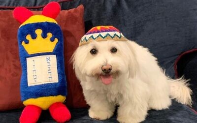 Meet the ‘Jewish’ canine with 8,000 Instagram followers
