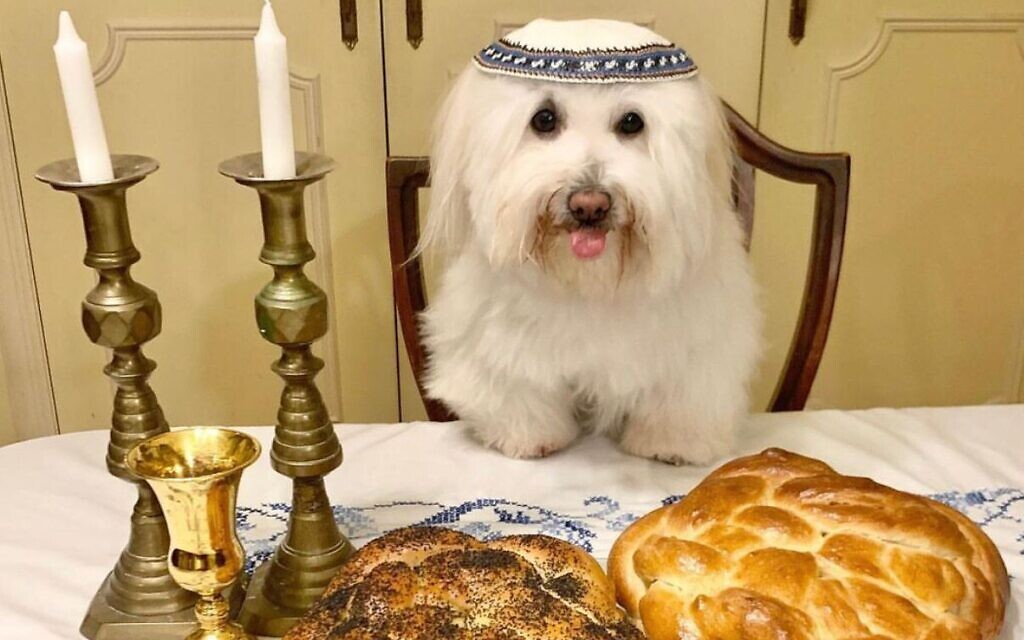Meet the 'Jewish' dog with 8,000 Instagram followers Jewish News