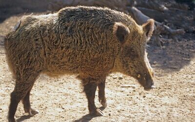 The wild boar is the wild ancestor of the domestic pig.