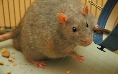 Rats are well-known for their highly developed sense of smell
