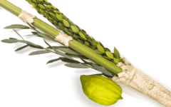 The lulav is a rainmaker The lulav is a rainmaker