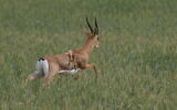 6-legged Israeli gazelle. Credit: Society for the Protection of Nature in Israel (SPNI)
