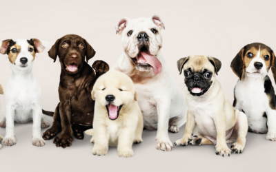 The breeder tried to register a puppy as Jam and Jerusalem. Library picture: rawpixel/freepix