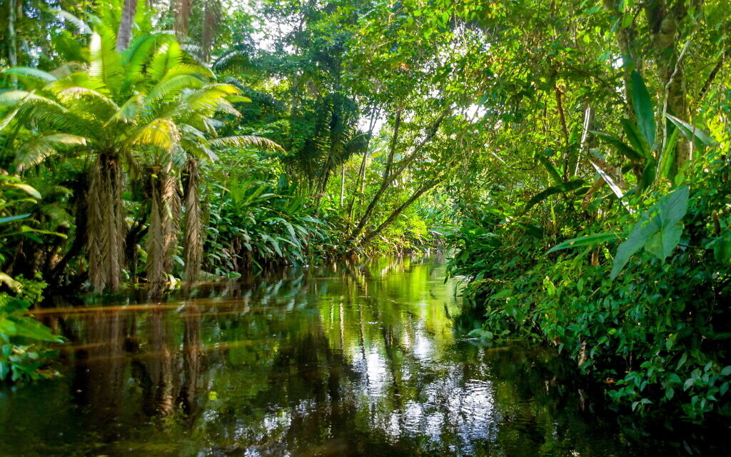 Amazon Forest