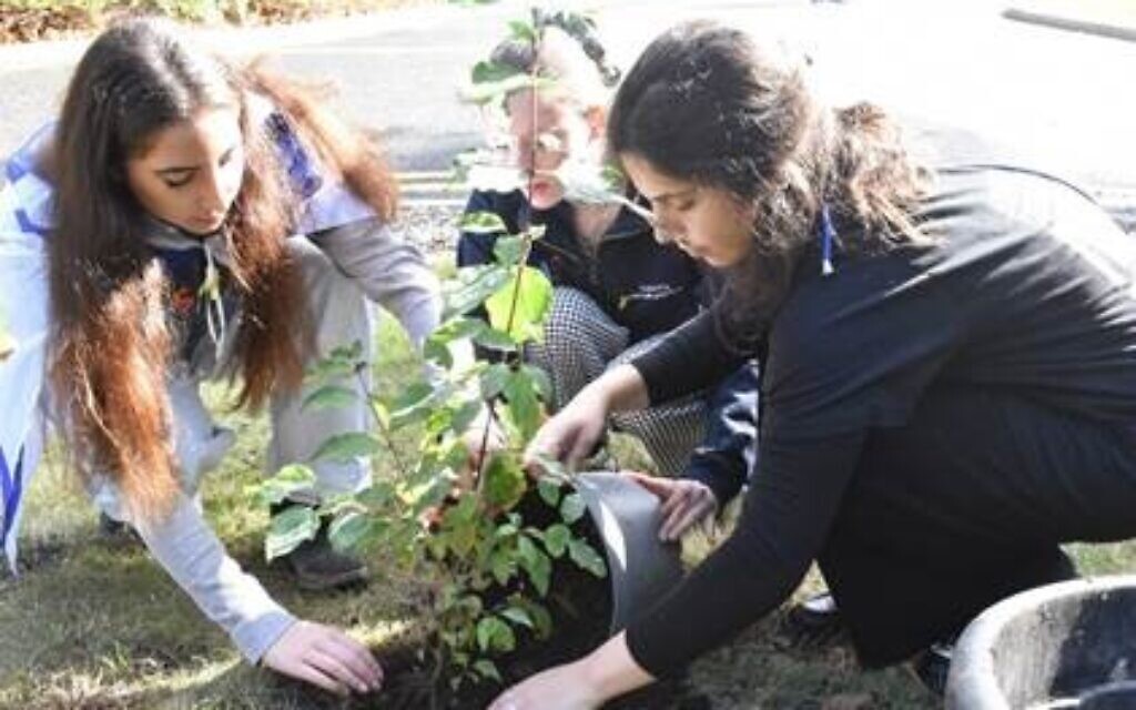UJS Sabbatical officers, Alice Abrahams and Samantha Cass plant a tree alongside Linoy Barokas, UJS Shlicha. October 7th 2024