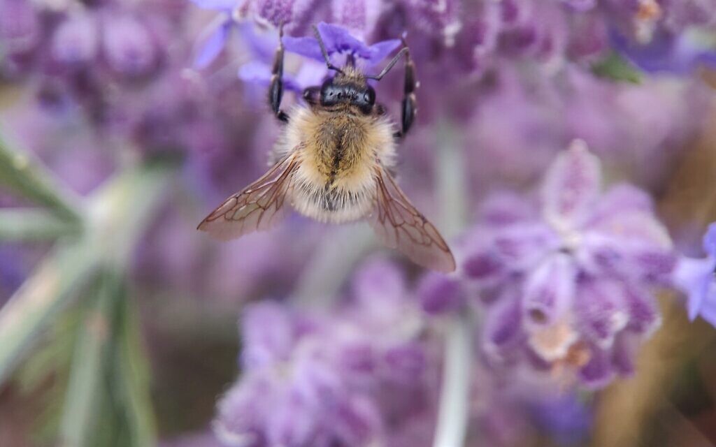 Bombus-pascuorum Bombus-pascuorum