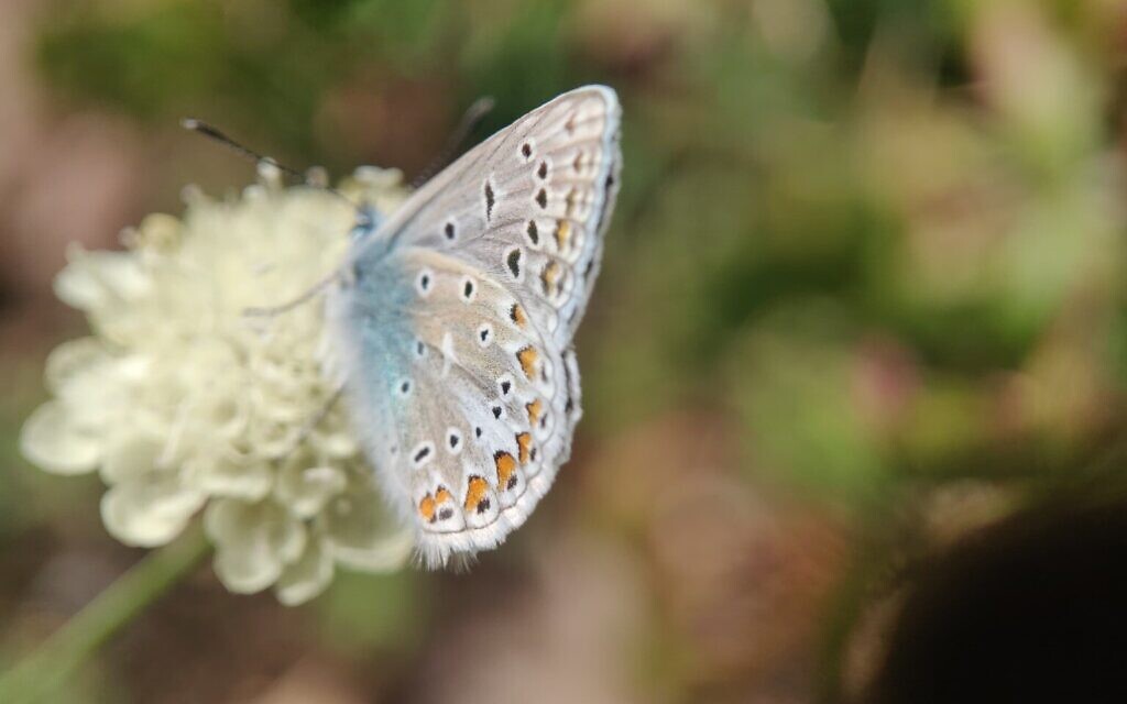 Common Blue butterfly Common Blue butterfly