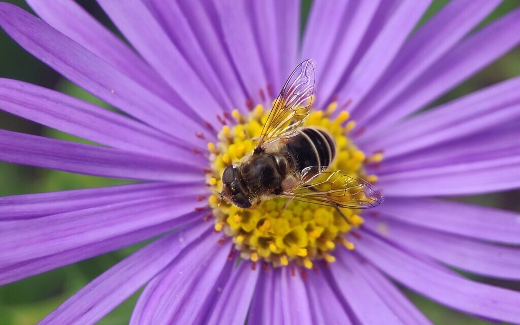 Hoverfly_Eristalis Hoverfly_Eristalis