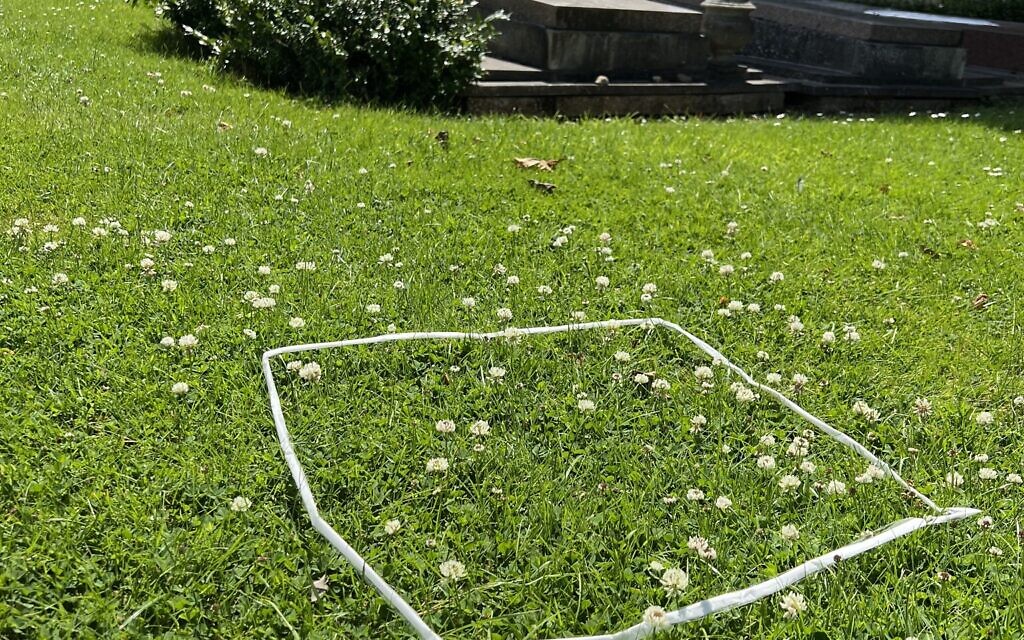 PoMS White Clover PoMS White Clover