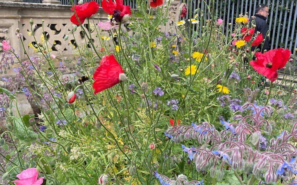 Wildflowers at Willesden Jewish Cemetery Wildflowers at Willesden Jewish Cemetery