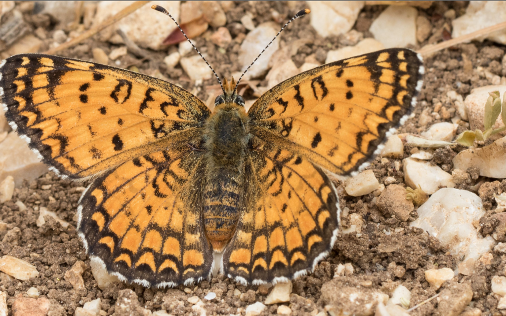 Screenshot: Melitaea ornata