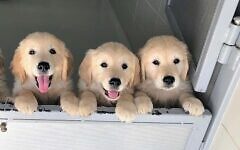 Pups at the Israel Guide Dog Centre Pups at the Israel Guide Dog Centre