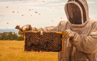 BeeHero_Frame_Sensor_