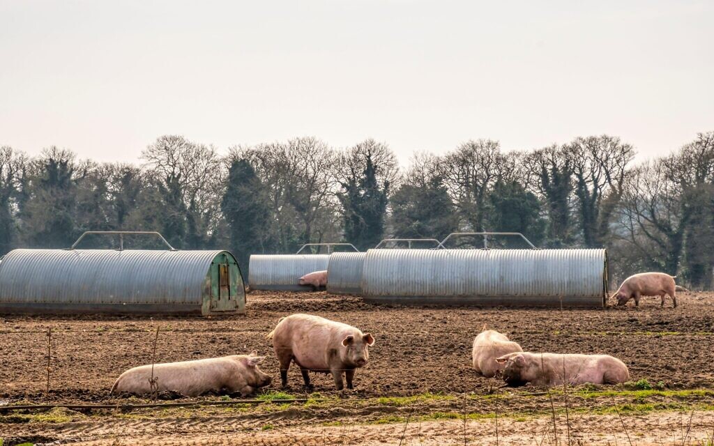A field of pigs on a Norfolk farm