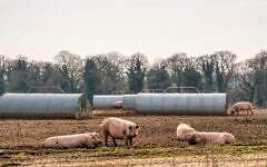 A field of pigs on a Norfolk farm A field of pigs on a Norfolk farm