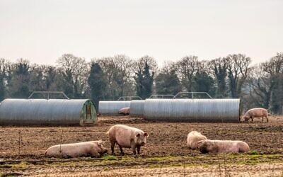A field of pigs on a Norfolk farm