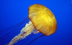 A jellyfish species studied by Bar-Ilan University researchers shows sleep helps protect neurons from DNA damage, offering clues to sleep’s ancient origins. Photo: Wikipedia