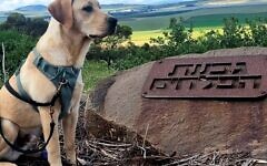 Marlowe the Israel Guide Dog pup with a legacy