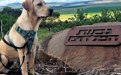 Marlowe the Israel Guide Dog pup with a legacy Marlowe the Israel Guide Dog pup with a legacy