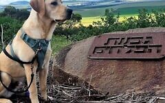 Marlowe the Israel Guide Dog pup with a legacy Marlowe the Israel Guide Dog pup with a legacy