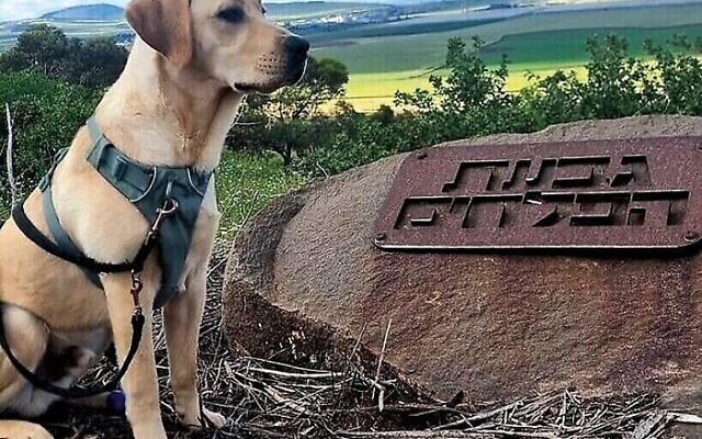 Marlowe the Israel Guide Dog pup with a legacy