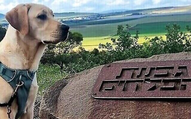 Marlowe the Israel Guide Dog pup with a legacy