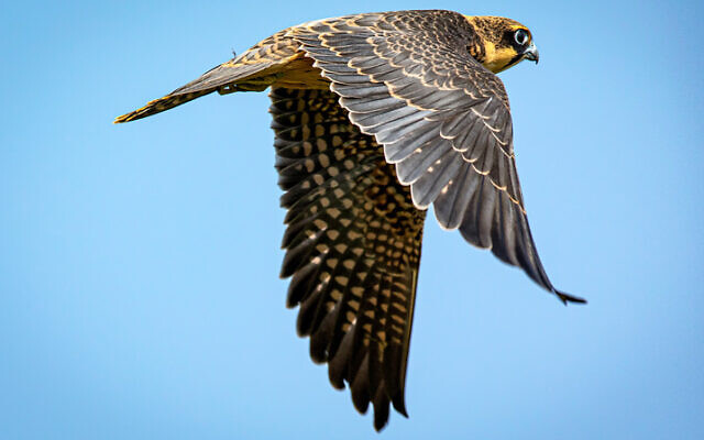 Birds of prey are not kosher