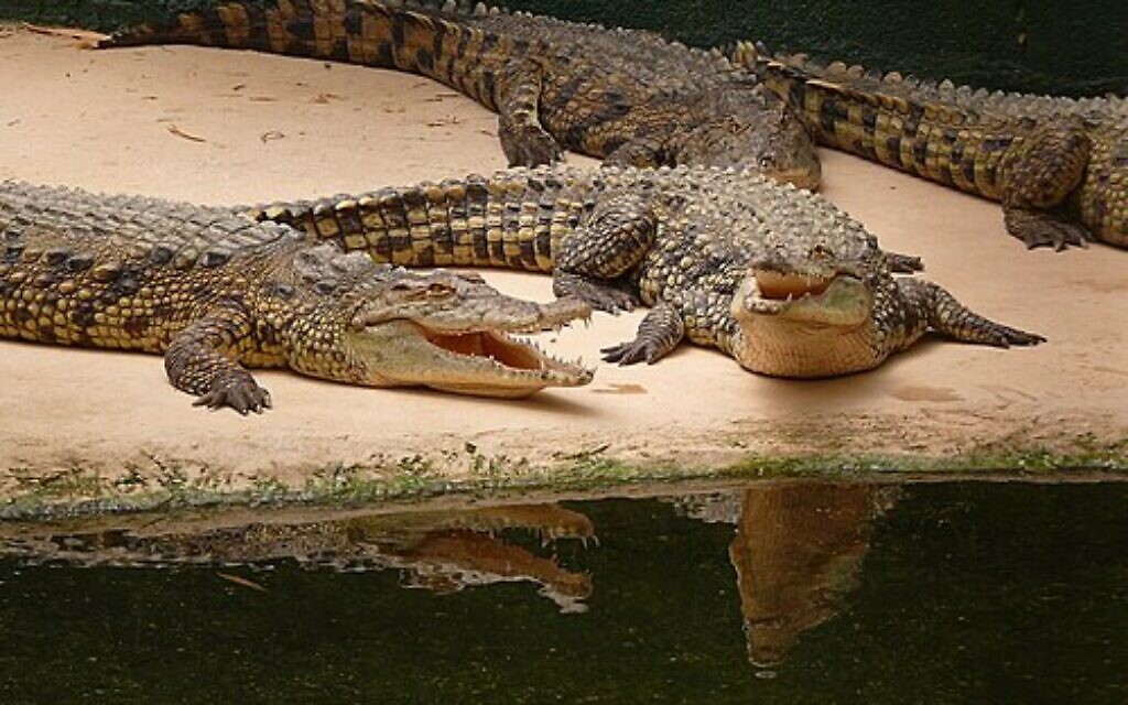 Crocodiles at the ancient hot springs of Hamat Gader. Photo: Wikipedia