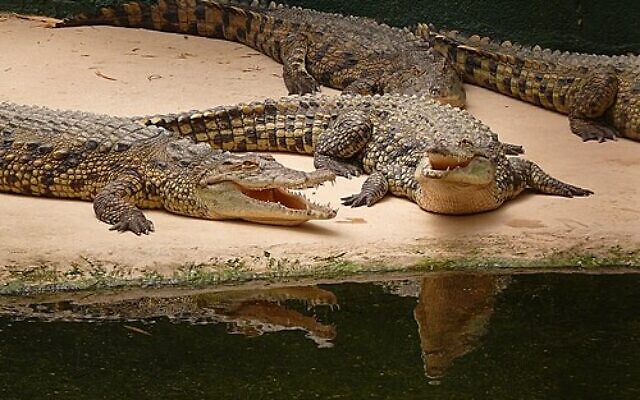 Crocodiles at the ancient hot springs of Hamat Gader. Photo: Wikipedia