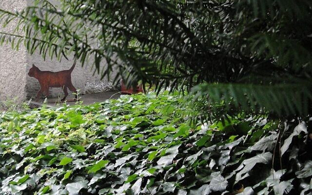 A life-size cat figure in the garden of Huttenstrasse 9, Zurich, where Erwin Schrödinger lived from 1921 to 1926. Depending on the light conditions, the figure appears to be either a live cat or a dead one.
