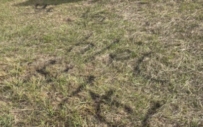 Graffiti left on a field near Sullivan Way in Elstree. (Photo Credit: via Watford Observer)