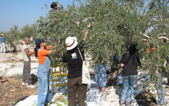 Israeli and Palestinian olive harvesters work together in the West Bank. (Photo: Orrling/Wikimedia Commons/CC BY-SA 3.0)